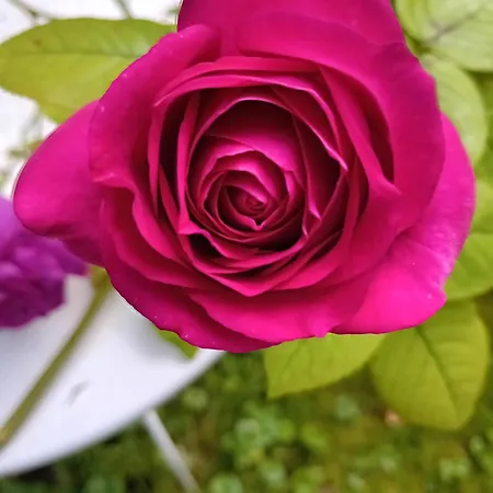 Le Moulin Des Roses Bed & Breakfast