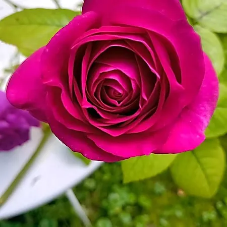Le Moulin Des Roses